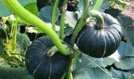 网红大瓜在哪找